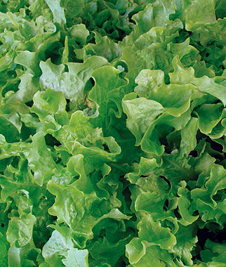 Lettuce Salad Bowl Organic