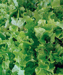 Lettuce, Salad Bowl Organic - Plants Seeds