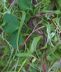 Microgreens Burpee's Mix - Plants Seeds