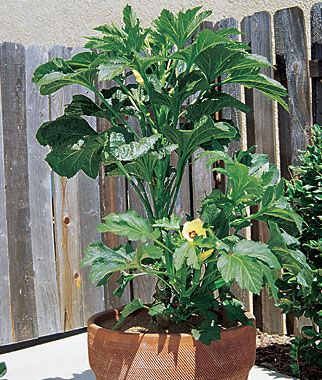 Okra, Baby Bubba Hybrid - Plants Seeds