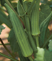 Okra, Clemson Spineless - Plants Seeds