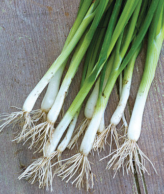 Bunching Onion, Evergreen Long White - Plants Seeds