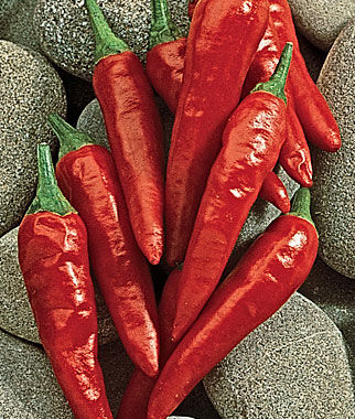 Pepper, Hot, Anaheim Chili - Plants Seeds