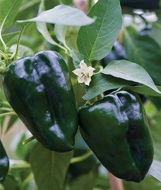 Pepper, Hot, Poblano (Ancho) - Plants Seeds