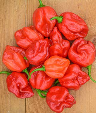Pepper Hot Habanero Red Organic