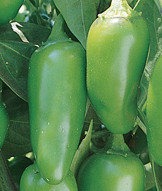 Pepper Hot Jalape?o Early Organic
