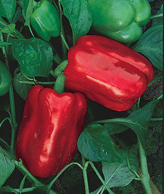 Pepper Sweet Chinese Giant