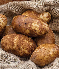 Potato, Russet Norkotah - Plants Seeds