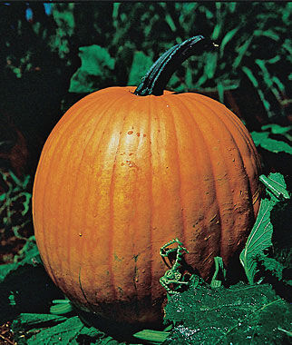 Pumpkin Connecticut Field