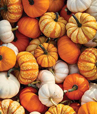 Pumpkin, Mini Harvest Hybrid Blend - Plants Seeds