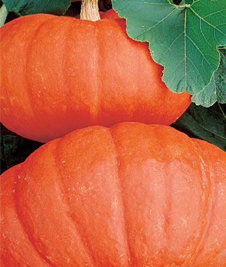 Pumpkin Rouge Vif dEtampes