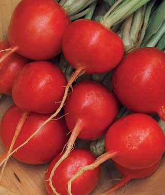 Radish, Cherry Belle Organic - Plants Seeds