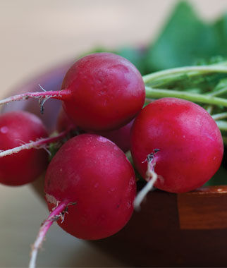 Radish, Crimson Giant - Plants Seeds