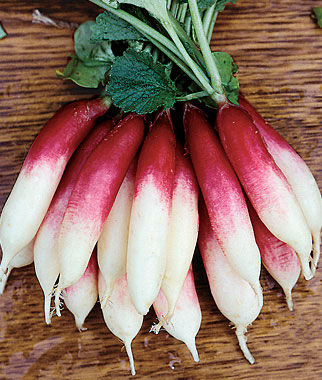 Radish, Fire 'N Ice - Plants Seeds