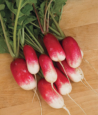 Radish French Breakfast Organic