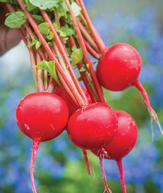 Radish Perfecto