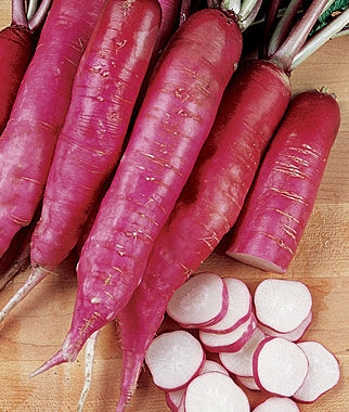 Radish, Salad Rose - Plants Seeds