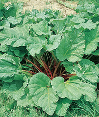 Rhubarb, Victoria - Plants Seeds