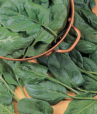 Spinach, Baby's Leaf Hybrid - Plants Seeds