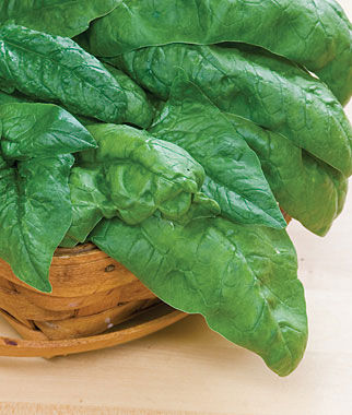 Spinach Bloomsdale Long Standing