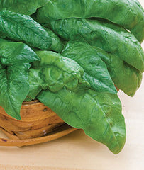 Spinach, Bloomsdale Long Standing - Plants Seeds