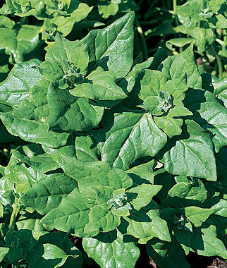 Spinach, New Zealand - Plants Seeds