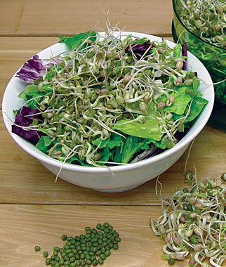 Sprout Seed, Mung Bean - Plants Seeds