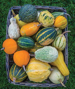 Gourd, Ornamental, Small Fancy Mix - Plants Seeds