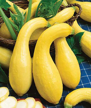 Squash, Early Summer Crookneck - Plants Seeds