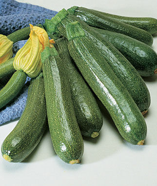 Squash, Summer, Fordhook Zucchini - Plants Seeds