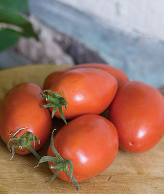 Tomato Amish Paste Organic