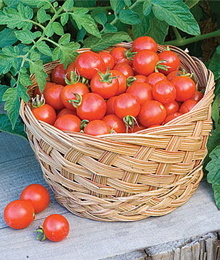 Tomato Baxters Bush Cherry Organic