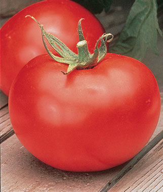 Tomato Better Boy  Hybrid