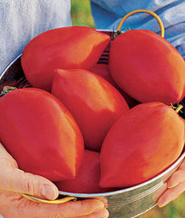 Tomato, Big Mama Hybrid - Plants Seeds