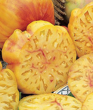 Tomato, Big Rainbow - Plants Seeds