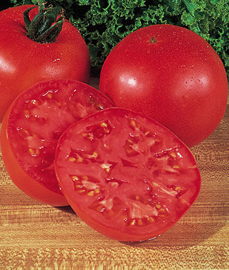 Tomato Burpees Big Boy  Hybrid