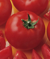 Tomato, Bush Early Girl Hybrid - Plants Seeds