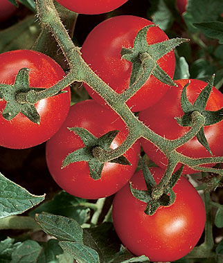 Tomato Chadwick Cherry Organic