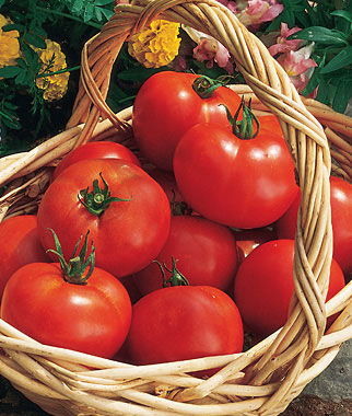 Tomato, Early Girl Hybrid - Plants Seeds