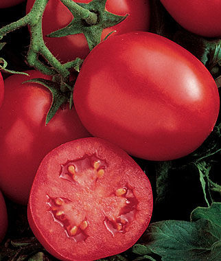 Tomato Ensalada Hybrid