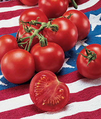 Tomato, Fourth Of July Hybrid - Plants Seeds