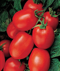 Tomato, Health Kick Hybrid - Plants Seeds