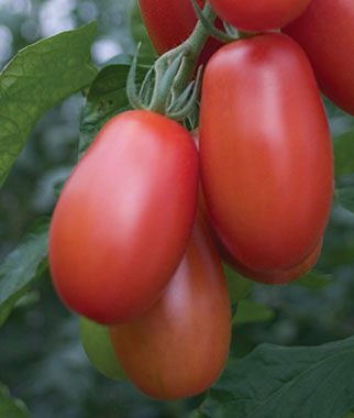 Tomato, Little Mama - Plants Seeds