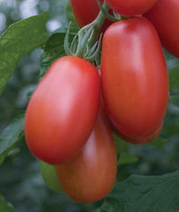 Tomato, Little Mama - Plants Seeds