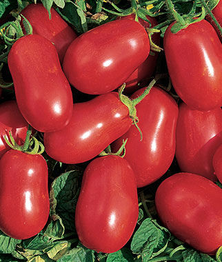 Tomato, Roma VF - Plants Seeds