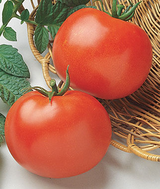 Tomato, Rutgers - Plants Seeds