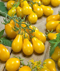 Tomato, Yellow Pear Organic - Plants Seeds