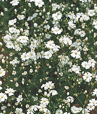 Baby's Breath, Covent Garden White - Plants Seeds