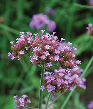 Verbena Bonariensis