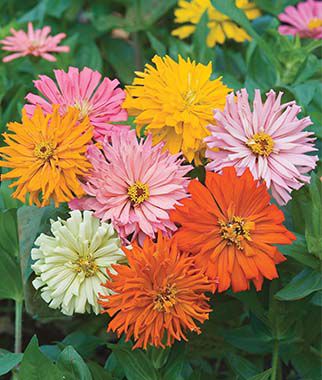 Zinnia, Cactus Flowered Mix - Plants Seeds